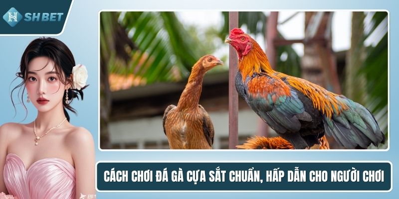 Cách chơi đá gà cựa sắt