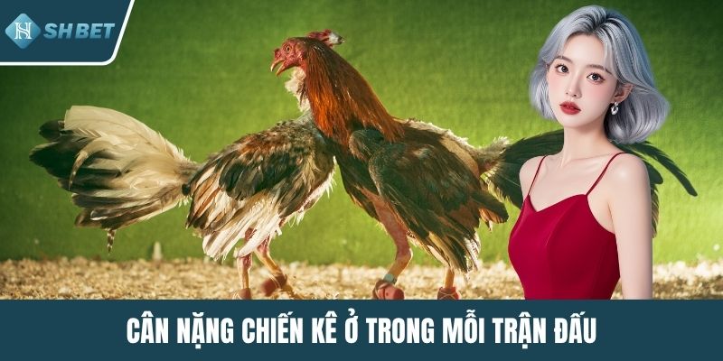Cân nặng chiến kê ở trong mỗi trận đấu