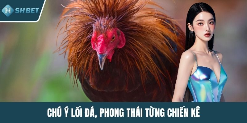 Chú ý lối đá, phong thái từng chiến kê