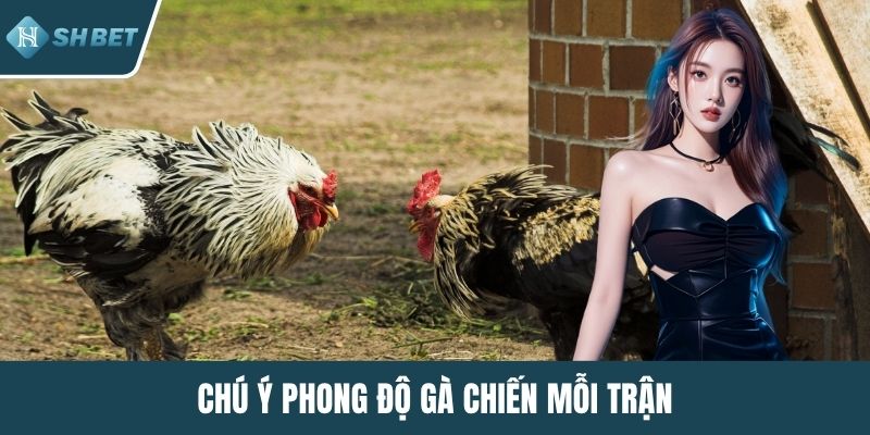 Chú ý phong độ gà chiến mỗi trận