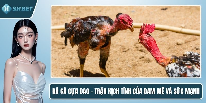 Đá gà cựa dao