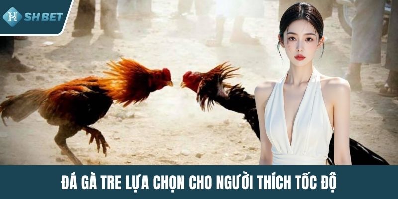 Đá gà tre lựa chọn cho người thích tốc độ