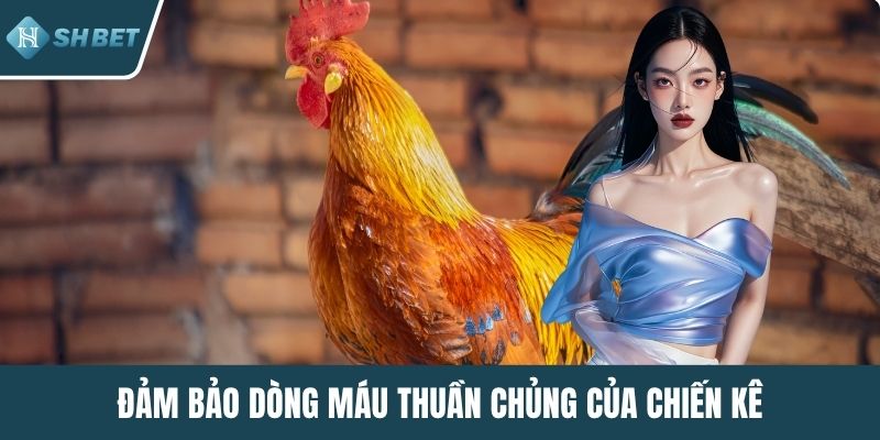 Đảm bảo dòng máu thuần chủng của chiến kê