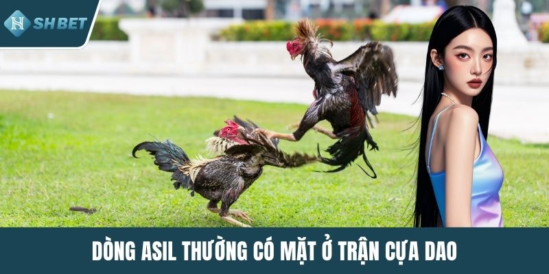 Dòng Asil thường có mặt ở trận cựa dao