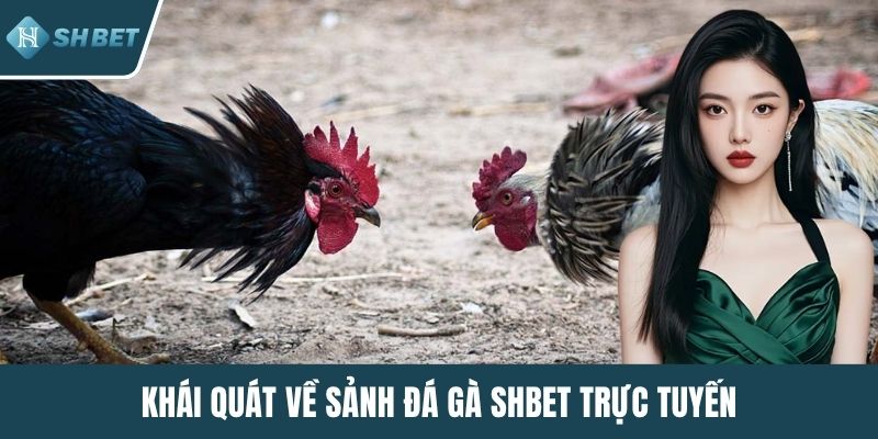 Khái quát về sảnh đá gà SHBET trực tuyến
