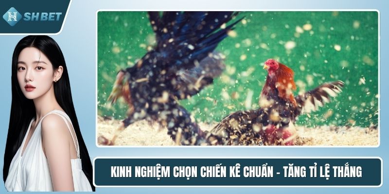 Kinh nghiệm chọn chiến kê