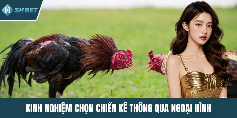 Kinh nghiệm chọn chiến kê thông qua ngoại hình