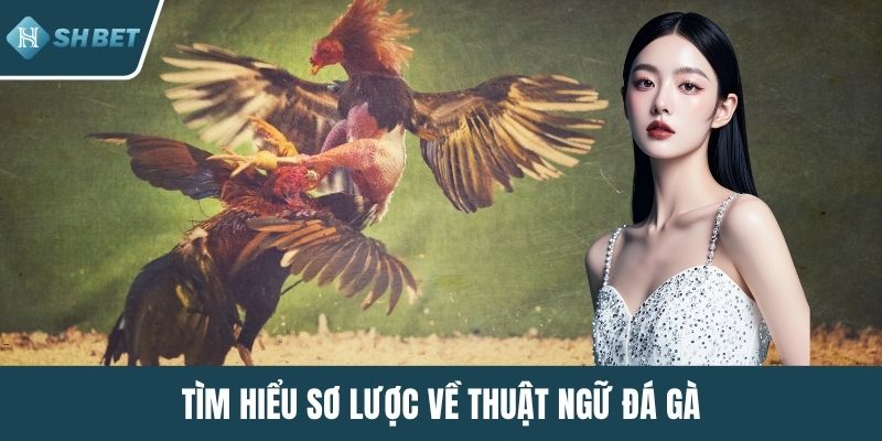 Tìm hiểu sơ lược về thuật ngữ đá gà